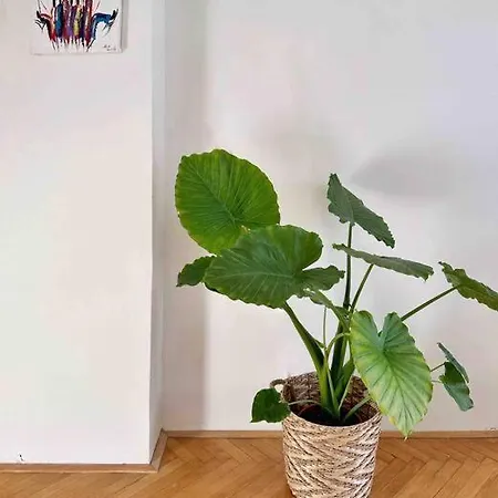 Bright And With A Balcony * Брно